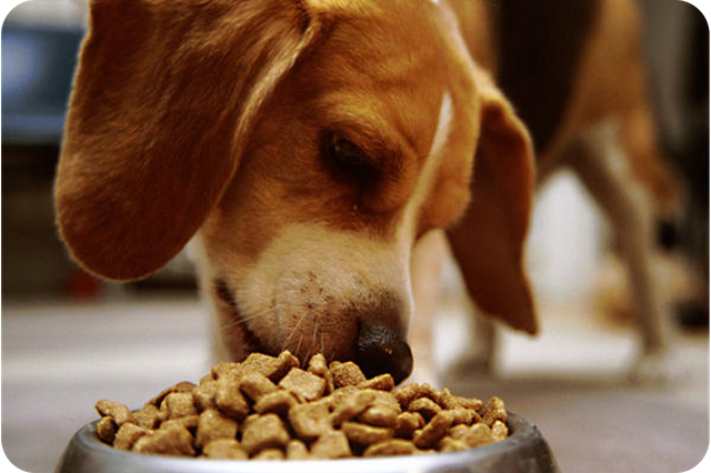 Alimentos y snacks para mascotas